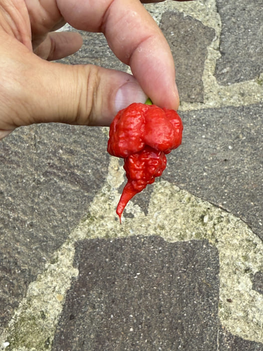 Reaper Brain Red Reaper Brain Red